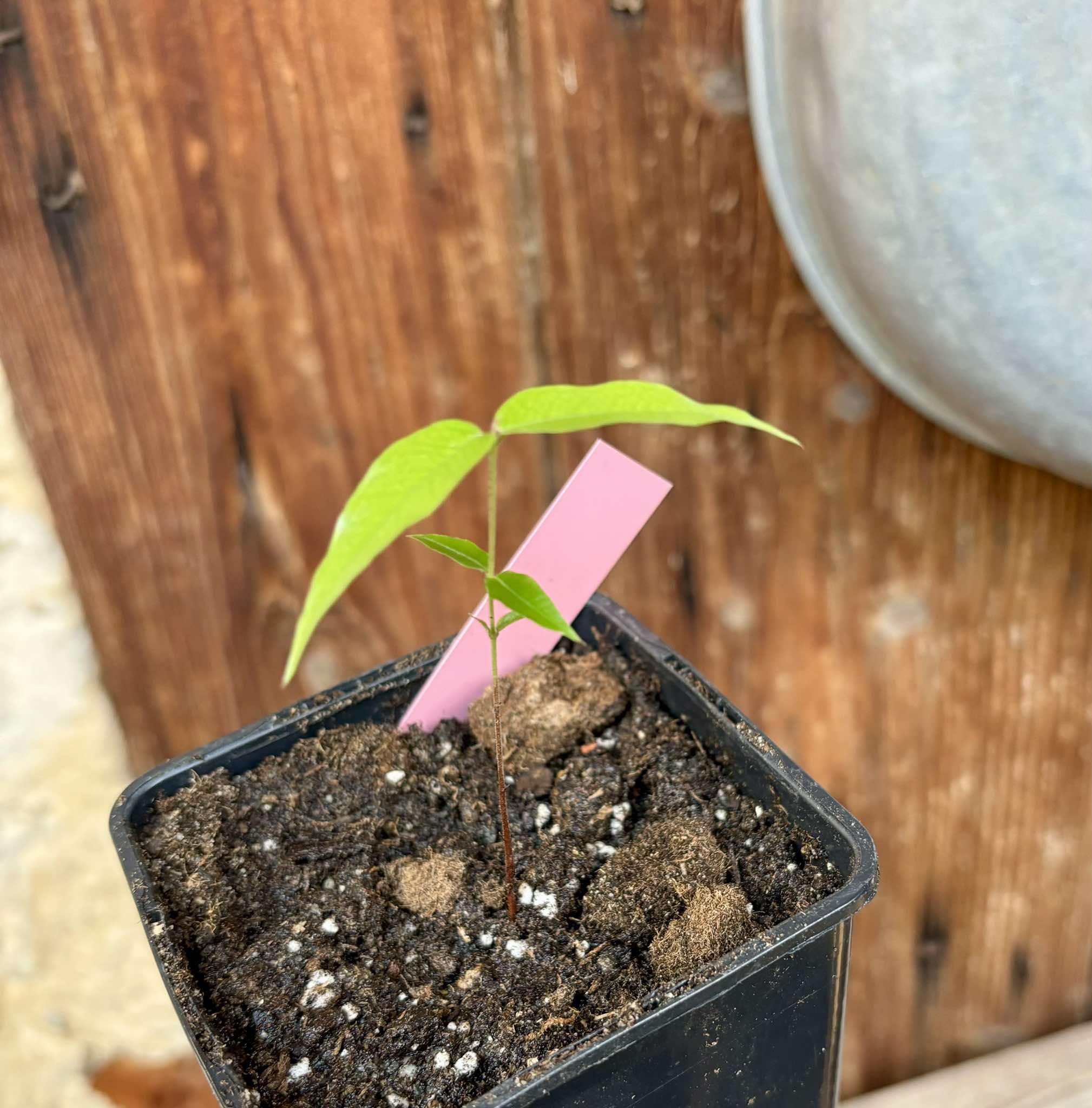 Myrciaria sp Jaboticaba - 1 small potted seedling / 1 kleiner, getopfter Sämling