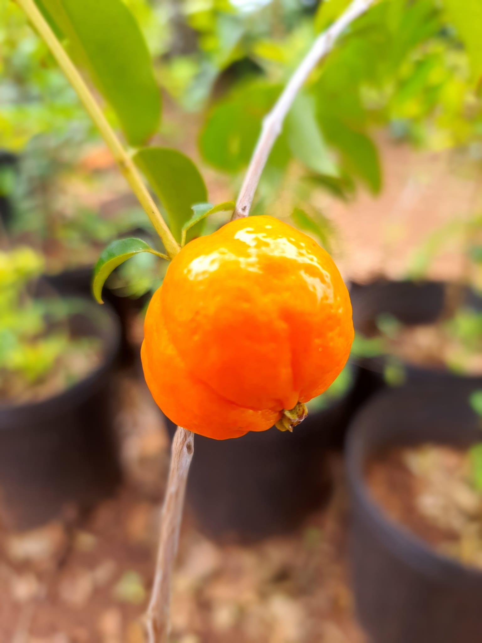 Eugenia sp Unicamp -  1 fresh seed / 1 frischer Samen