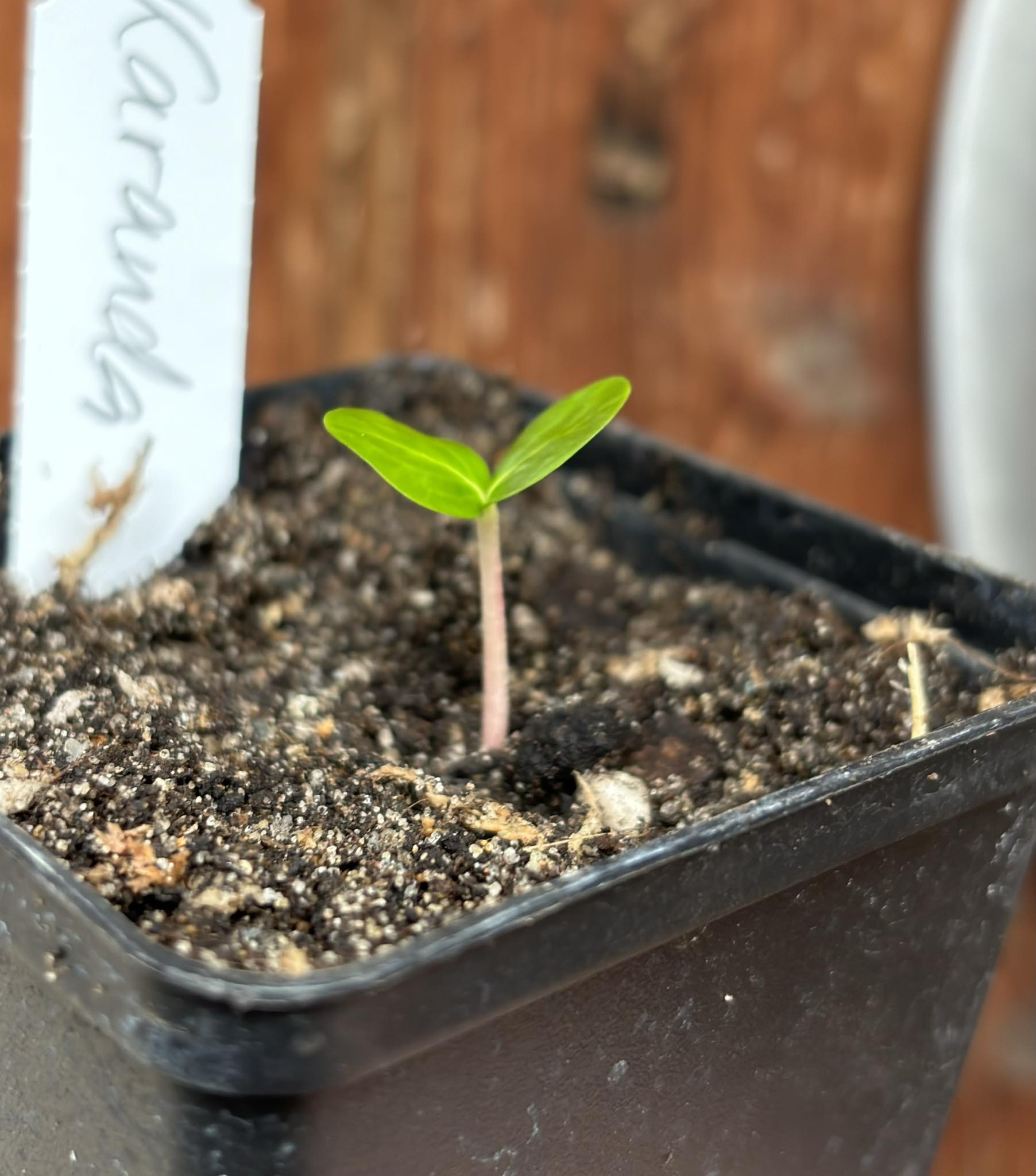 Carissa carandas - Karanda / 1 small potted seedling / 1 kleiner getopfter Sämling