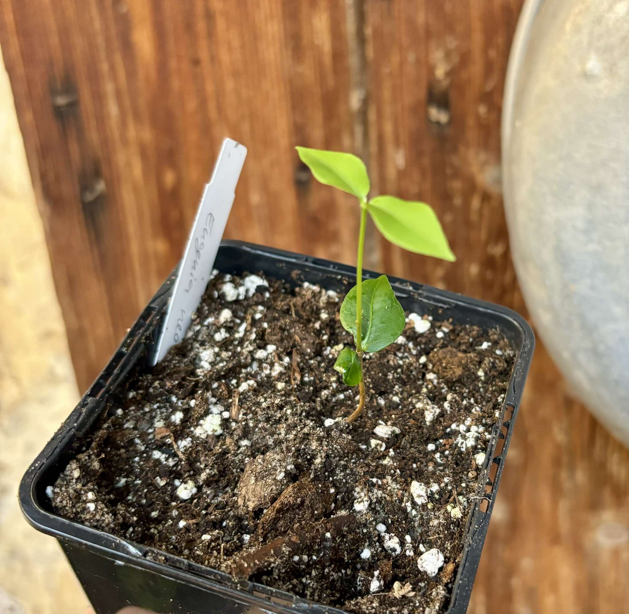 Eugenia neoverucosa - 1 small potted seedling / 1 kleiner, getopfter Sämling