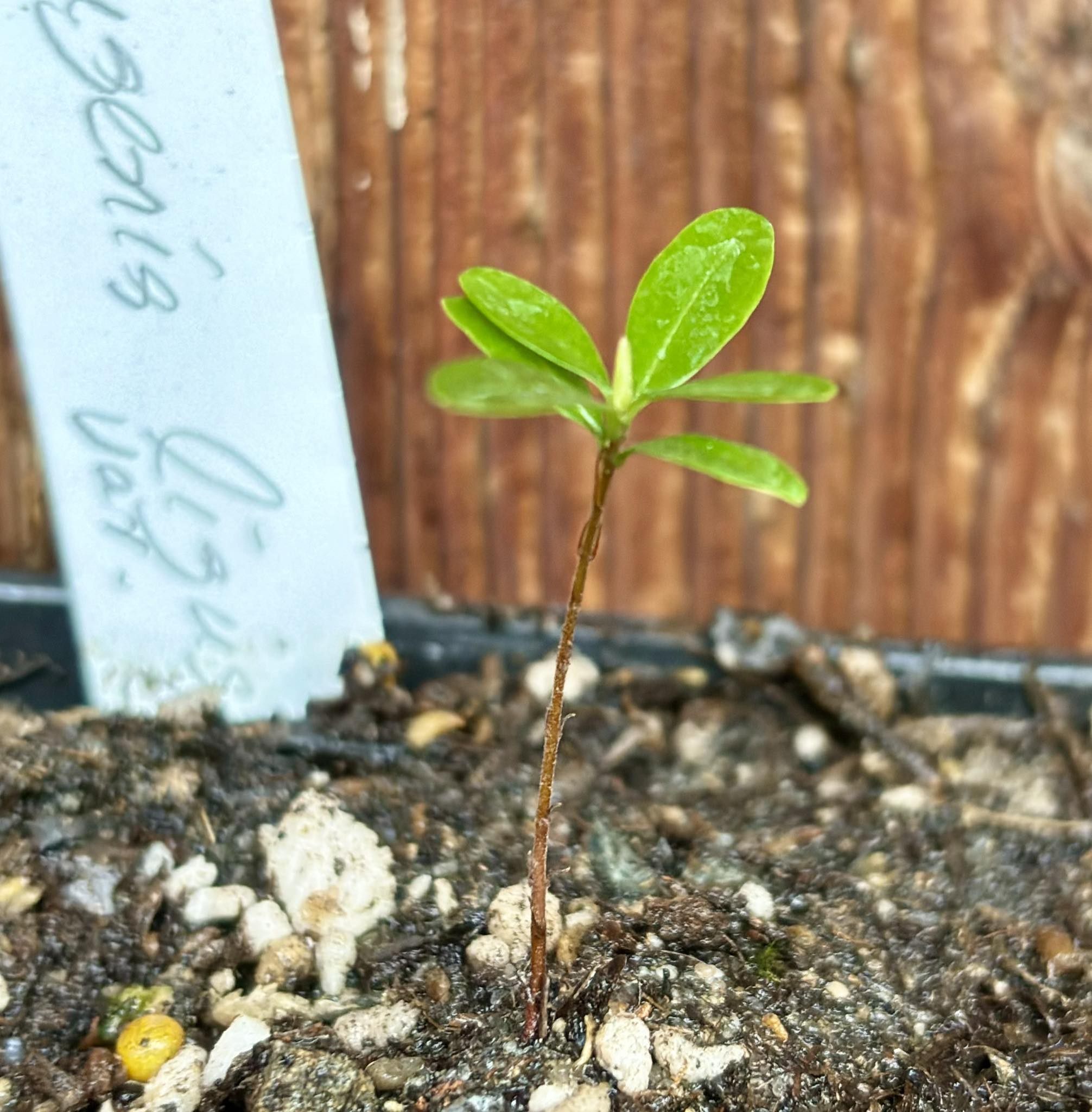 Eugenia ligustrina var. caribaeus - 1 potted seedling / 1 getopfter Sämling