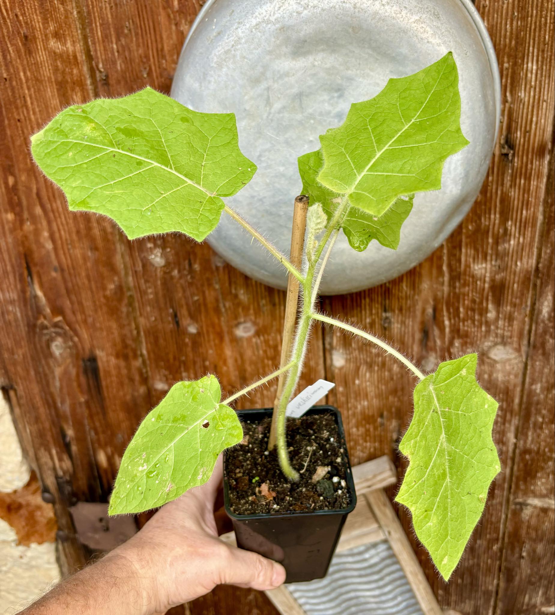 Solanum vestissimum - 1 potted plant / 1 getopfte Pflanze 