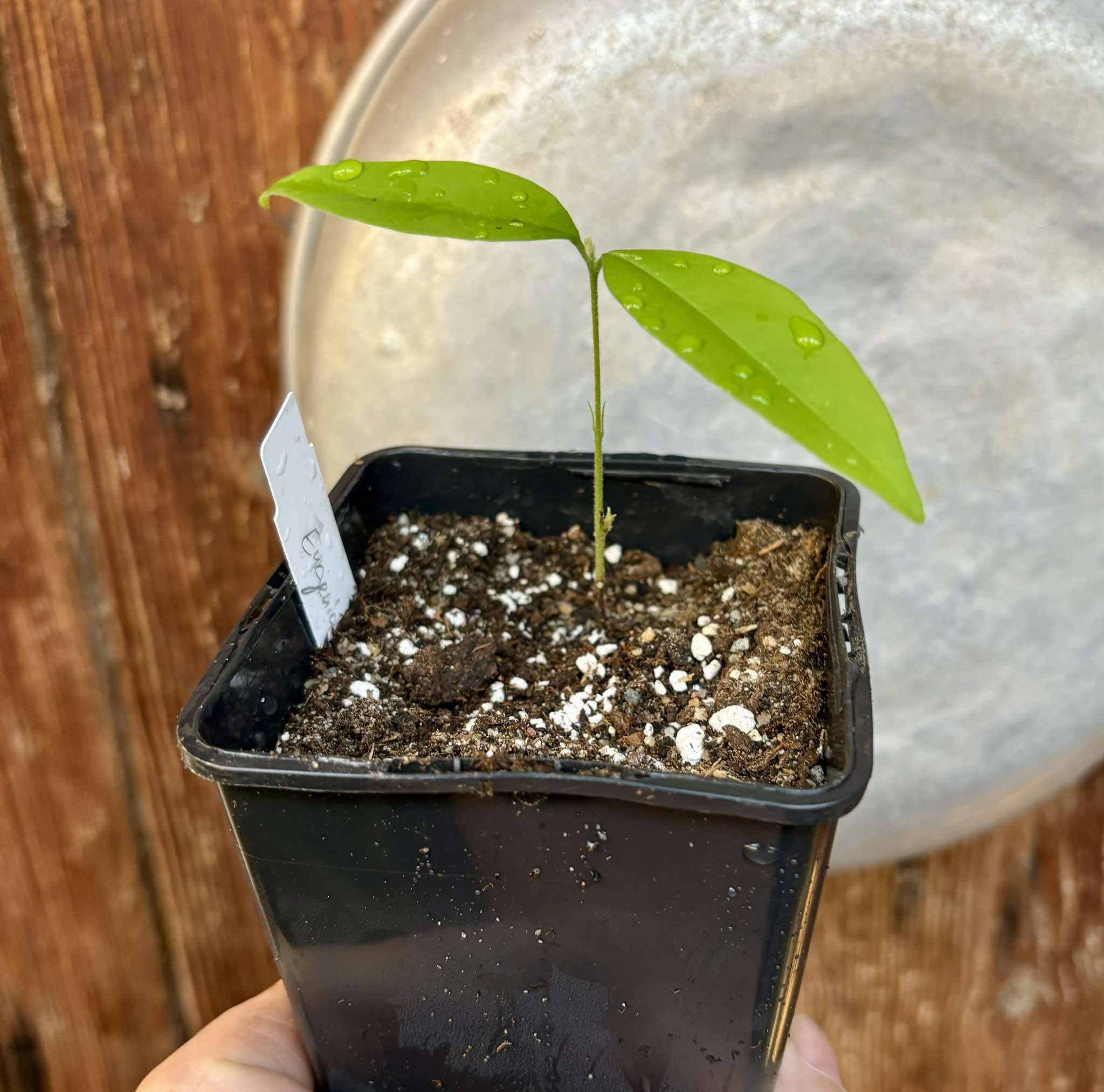 Eugenia oblongata - 1 small potted seedling / 1 kleiner, getopfter Sämling