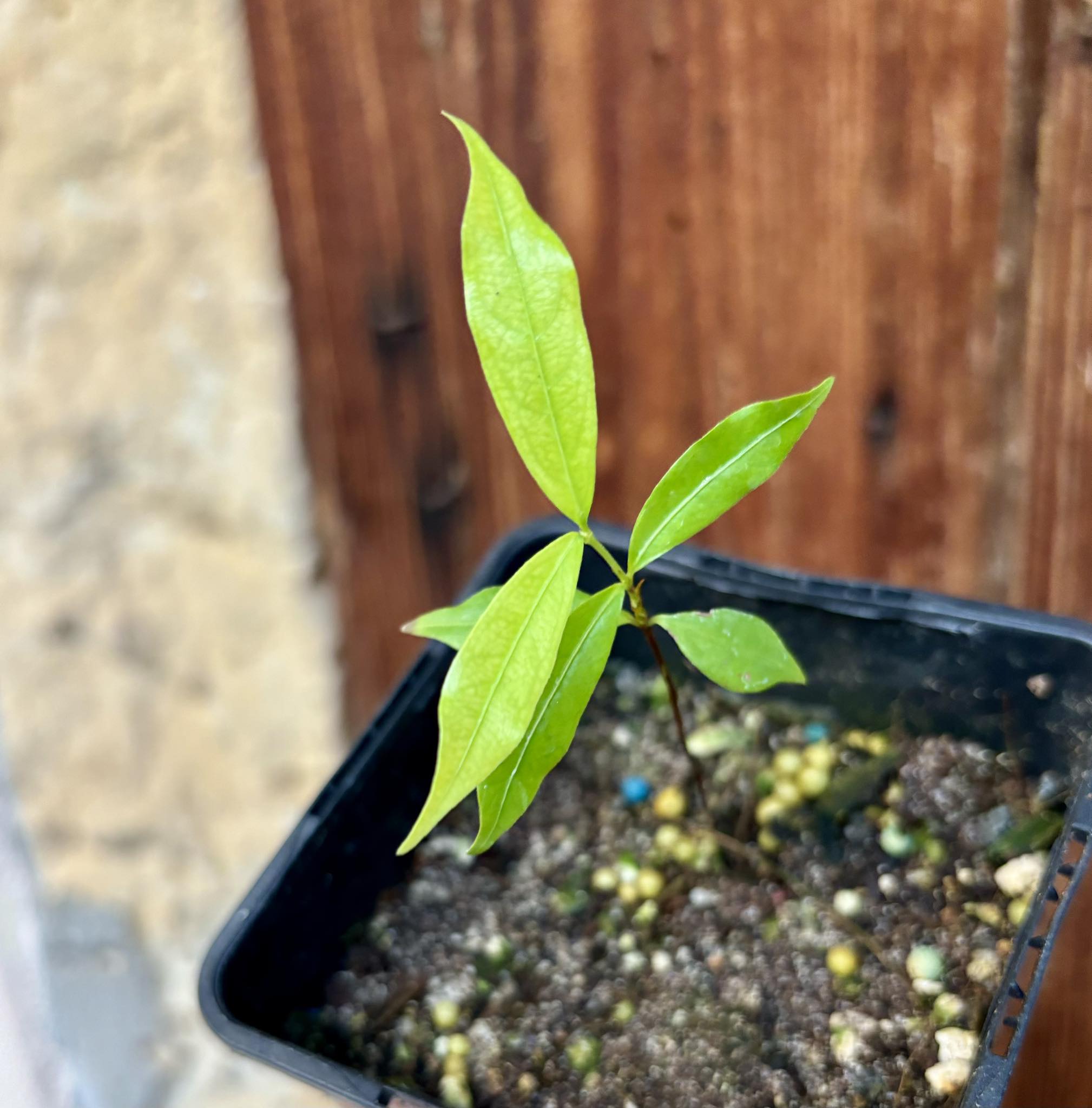 Ruby do Amazonas (Eugenia patrisii) 1 potted seedling / 1 getopfter Sämling