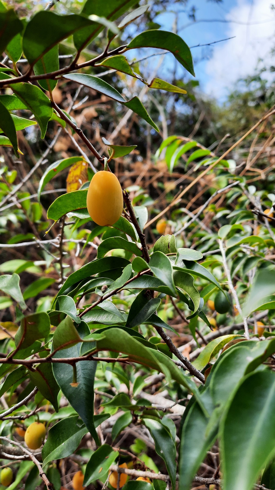 Chrysophyllum arenarium - Ameixa do Nordeste - 1 potted plant / 1 getopfte Pflanze