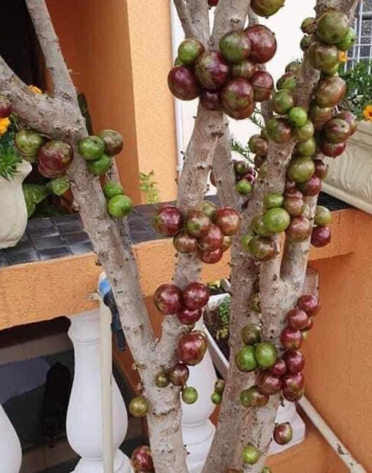 Red Hybrid Jaboticaba (Plinia cauliflora x aureana) - 1 potted plant / 1 getopfte Pflanze