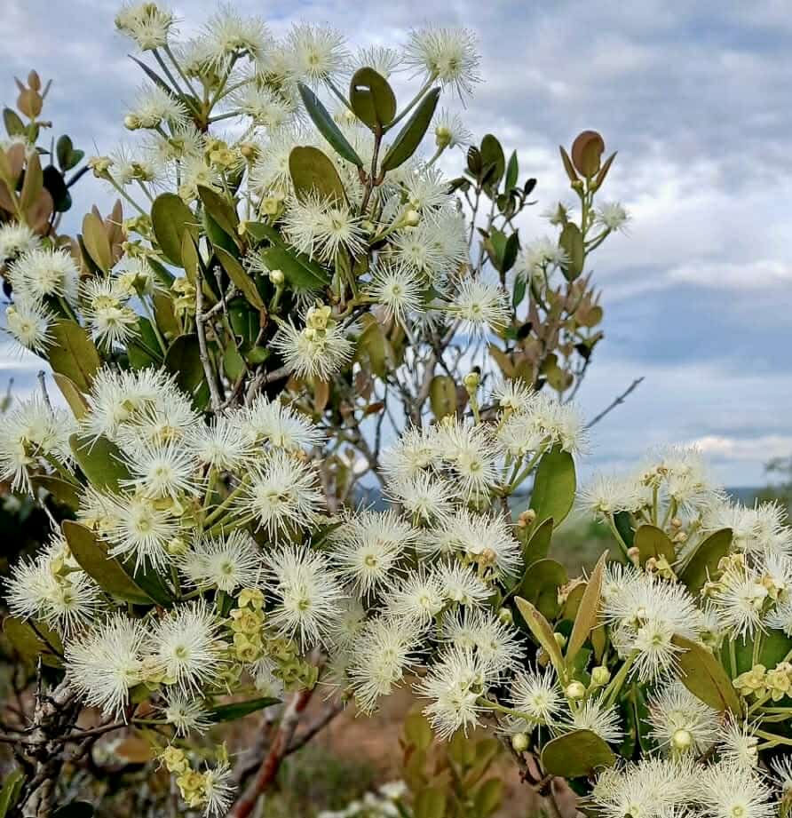 Myrciaria cuspidata var. Cambuito - 1 fresh seed / 1 frischer Samen