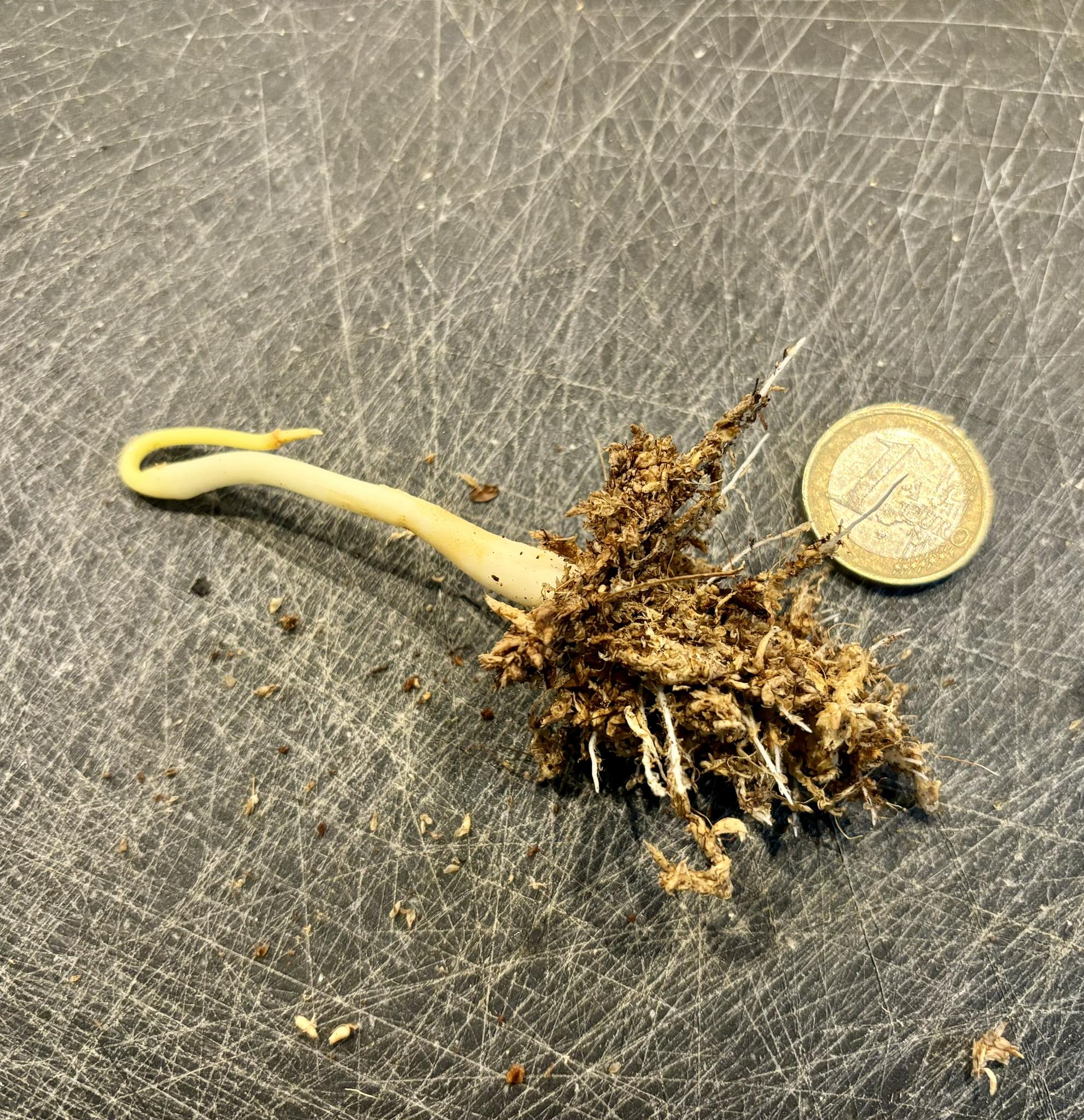 Olax candida -  1 germinated seed / 1 gekeimter Samen