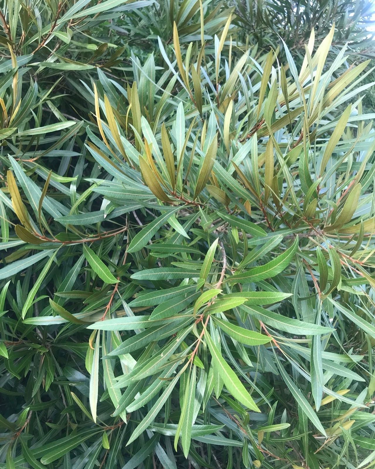 Pouteria salicifolia - 1 potted plant / 1 getopfte Pflanze