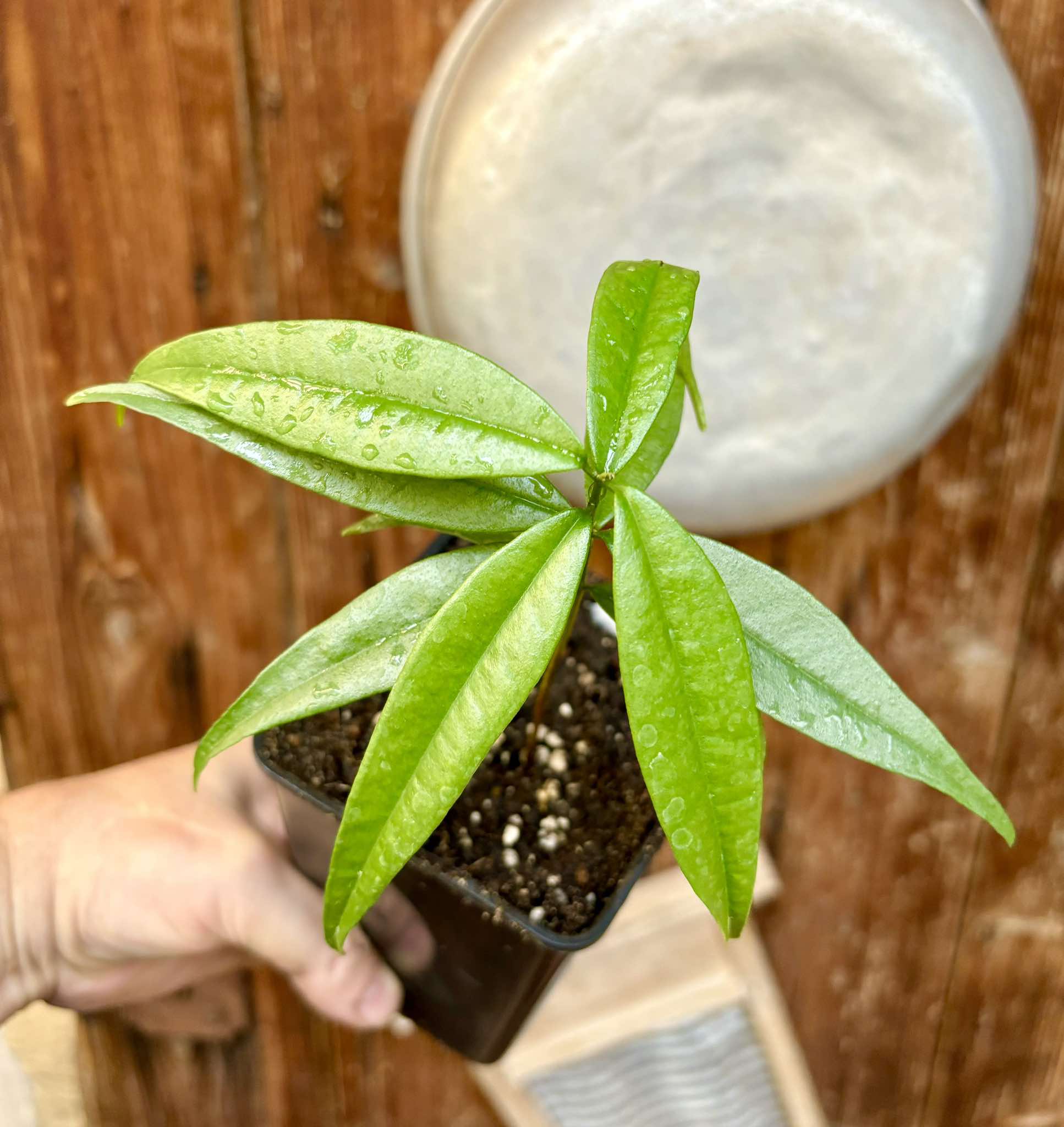 Eugenia bahiensis var. Sementes pintada  - 1 potted plant / 1 getopfte Pflanze