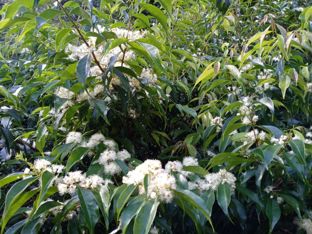 Rainforest Plum (Eugenia candolleana) - 1 potted plant, 1 getopfte Pflanze