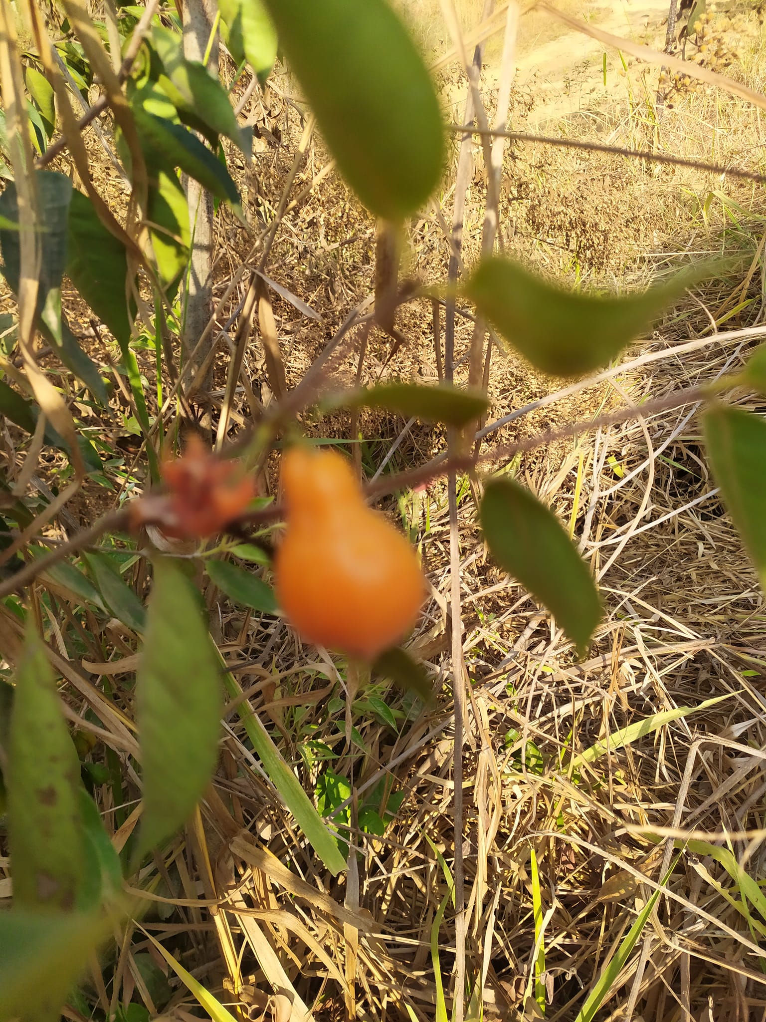 Eugenia sp Guajuba graudas -  1 germinated seed / 1 gekeimter Samen