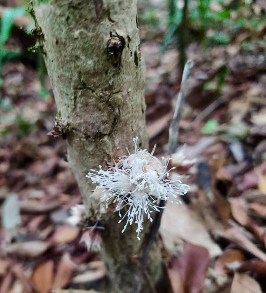 Plinia longiacuminata -  1 fresh seed / 1 frischer Samen