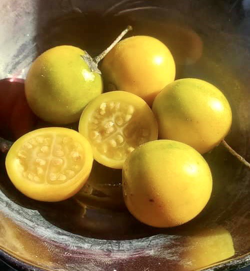 Guava Tamarillo (Solanum diploconos) - 1 potted plant / 1 getopfte Pflanze