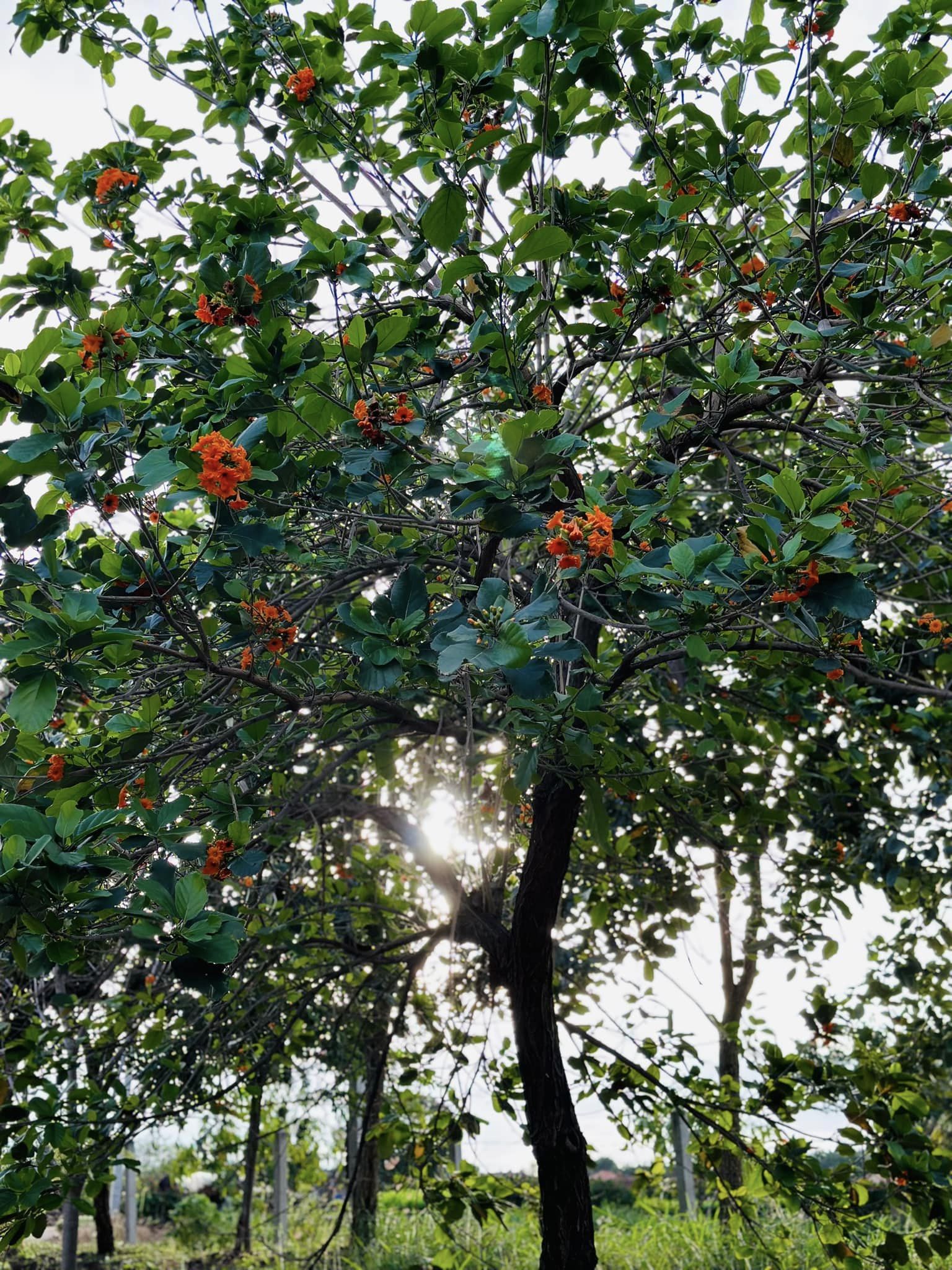 Zirikote (Cordia dodecandra) - 1 fresh seed / 1 frischer Samen