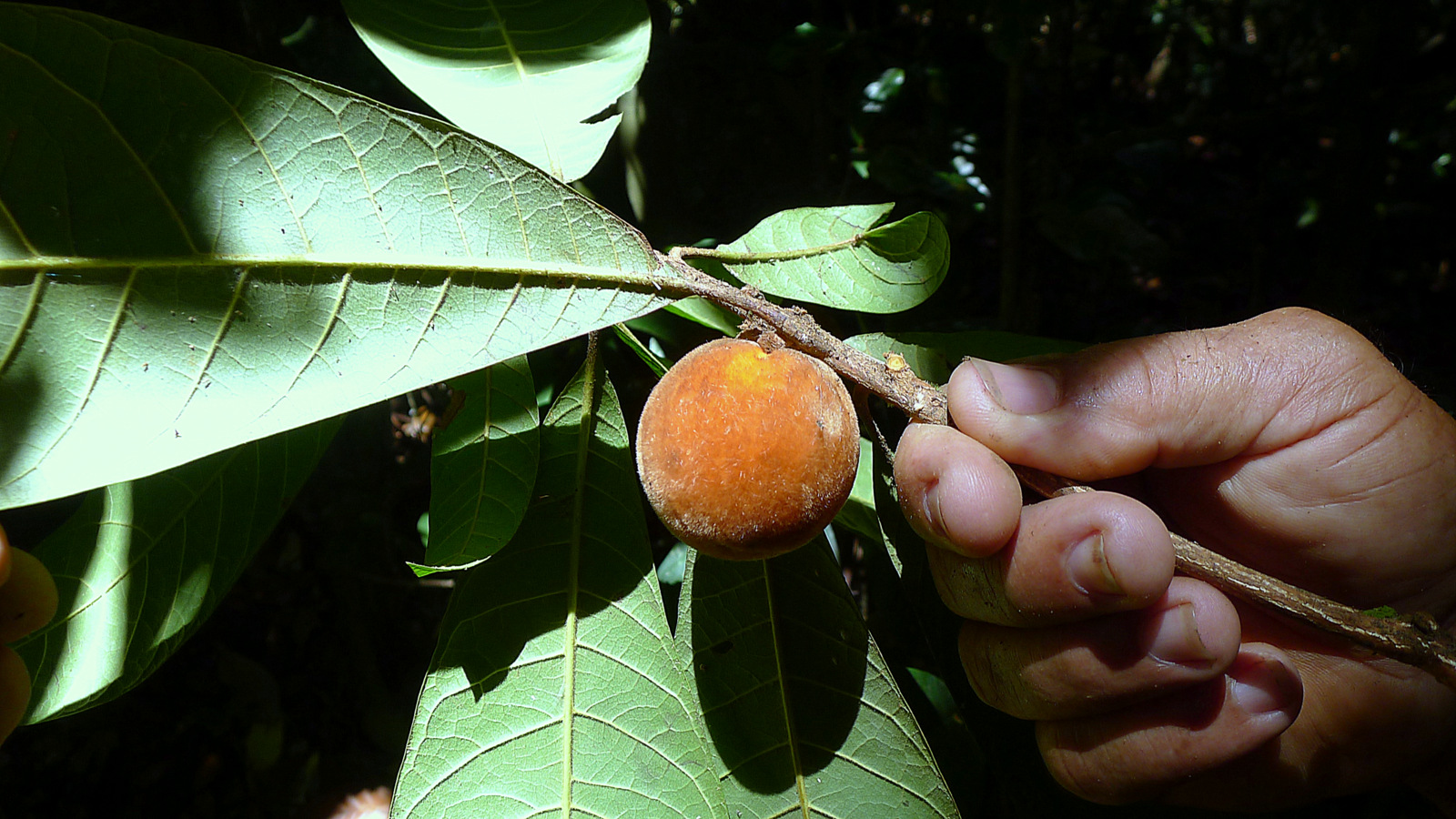 Pouteria macahensis - 1 germinated seed / 1 gekeimter Samen