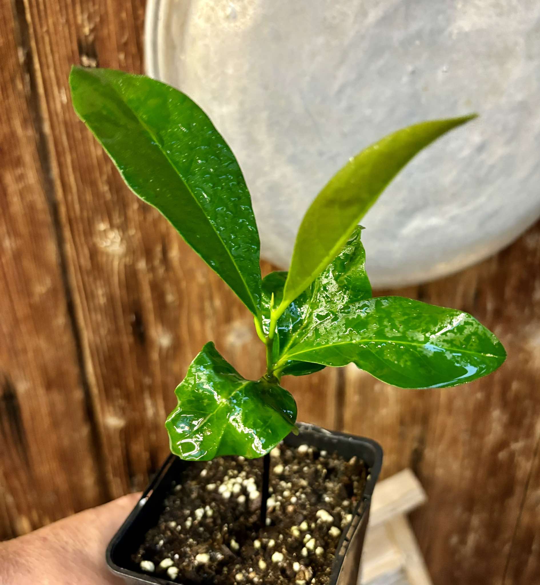 Diospyros nigra - Black Sapote - 1 potted plant / 1 getopfte Pflanze