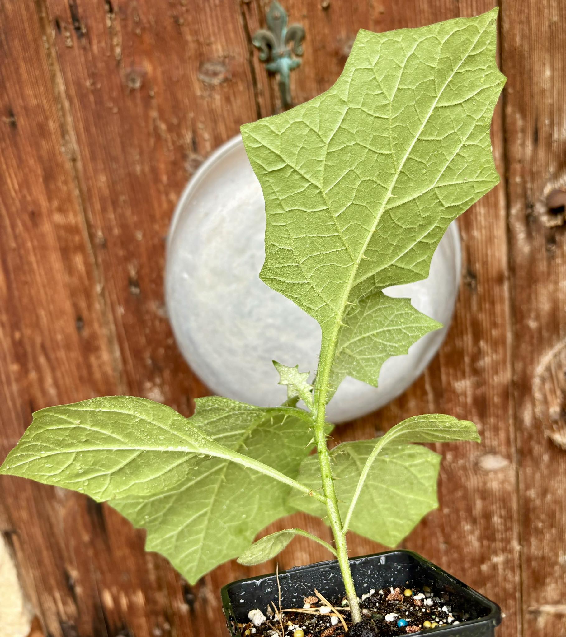 Juã-Açu - Solanum oocarpum - 1 potted plant / 1 getopfte Pflanze