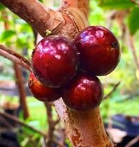 Red Hybrid Jaboticaba (Plinia cauliflora x aureana) - 1 potted plant / 1 getopfte Pflanze