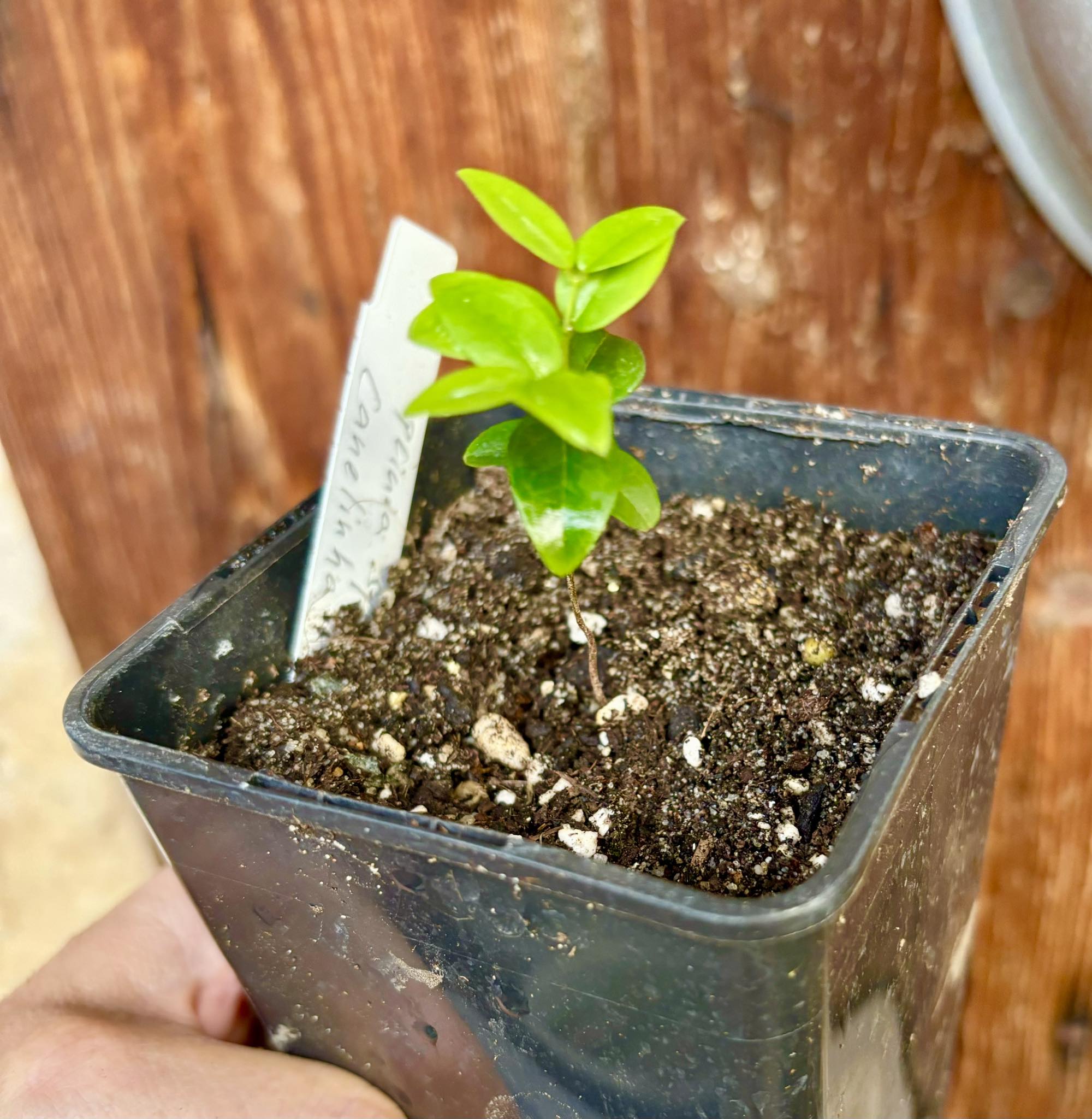 Plinia sp Canelinha Polpa rosea - 1 small potted seedling / 1 kleiner, getopfter Sämling