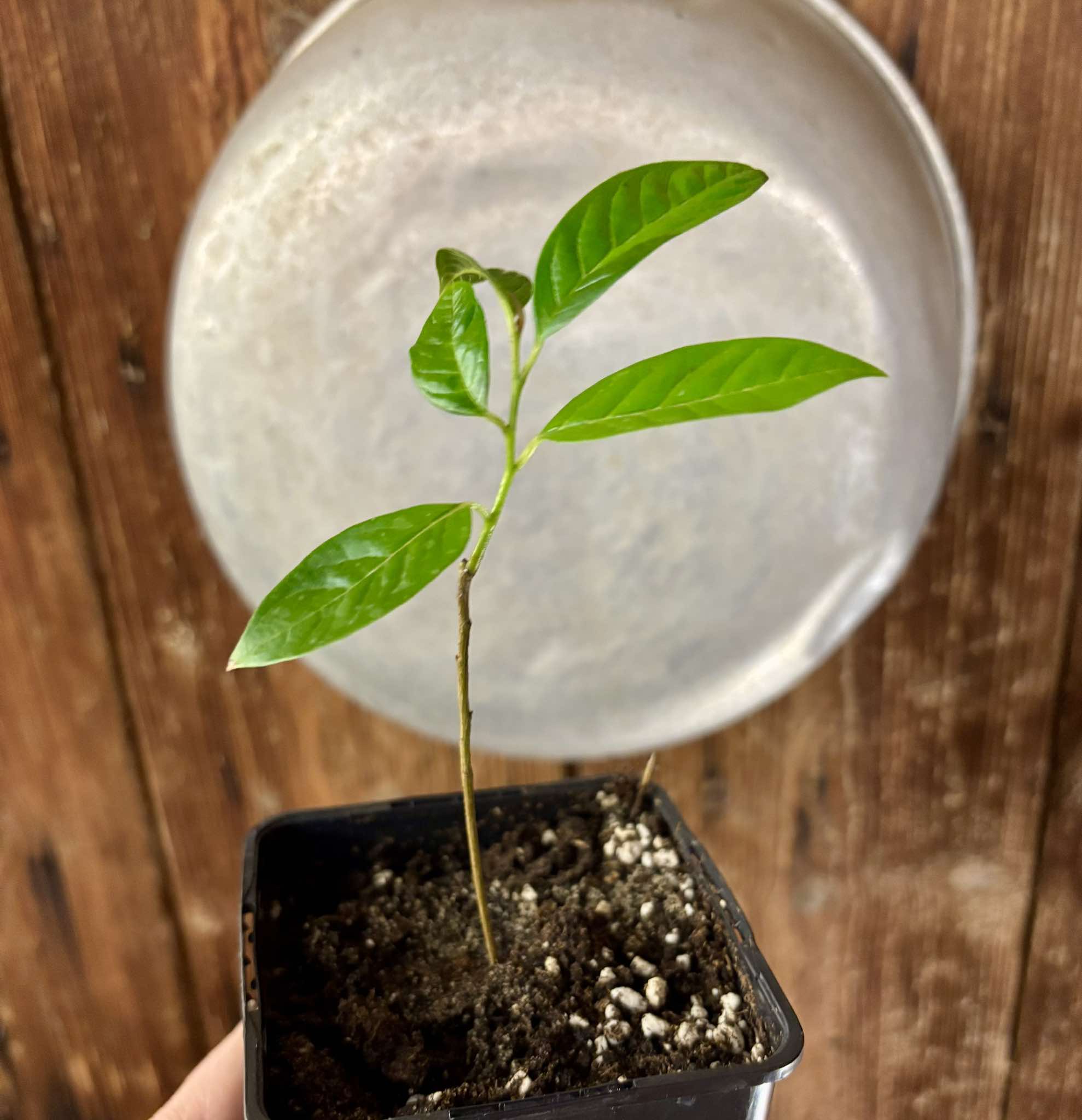 Annona reticulata big pink-red variety Nr. 2 - 1 potted plant / 1 getopfte Pflanze