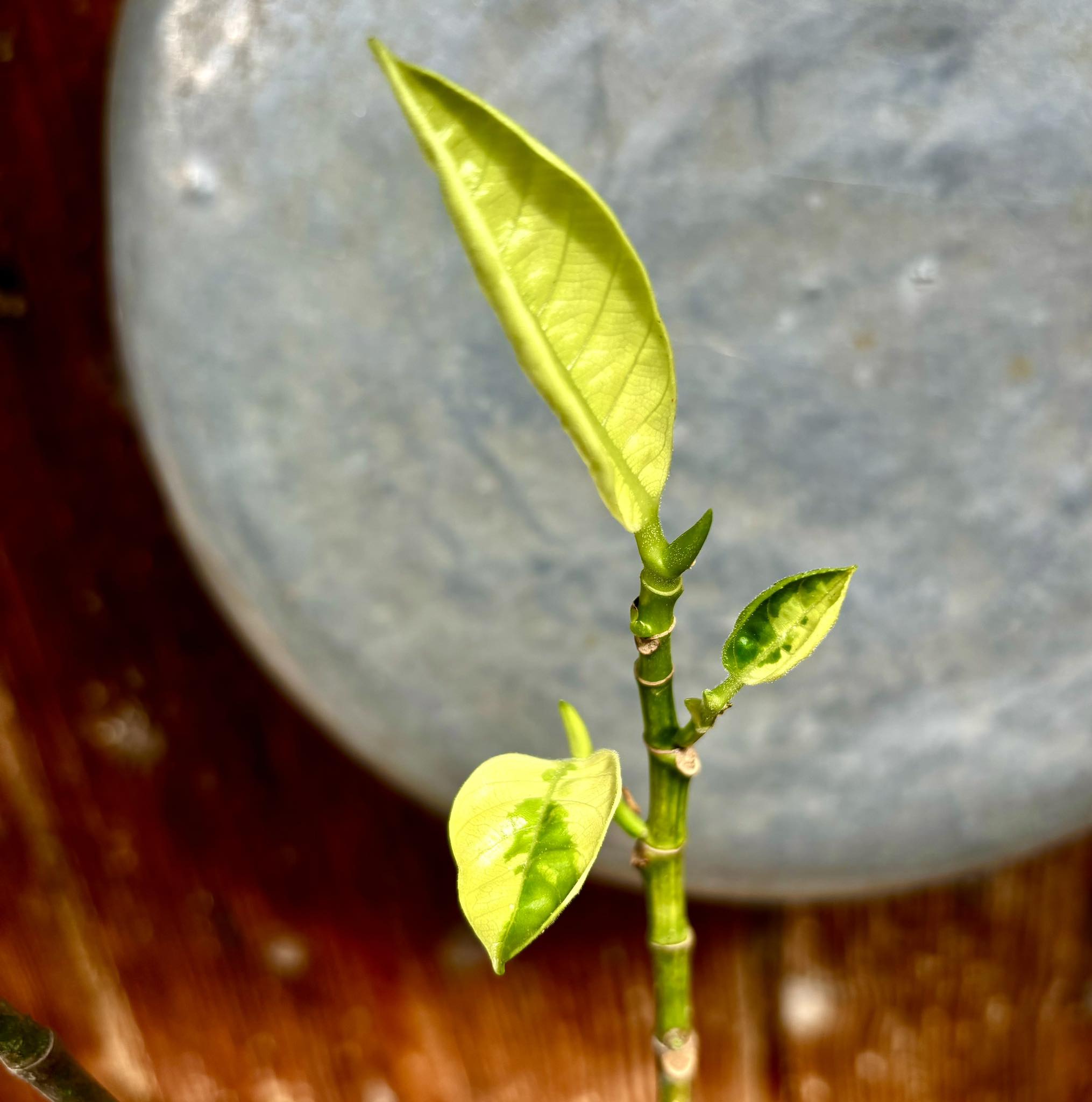 Jackfruit (Artocarpus heterophyllus) VARIEGATED - 1 potted plant / 1 getopfte Pflanze