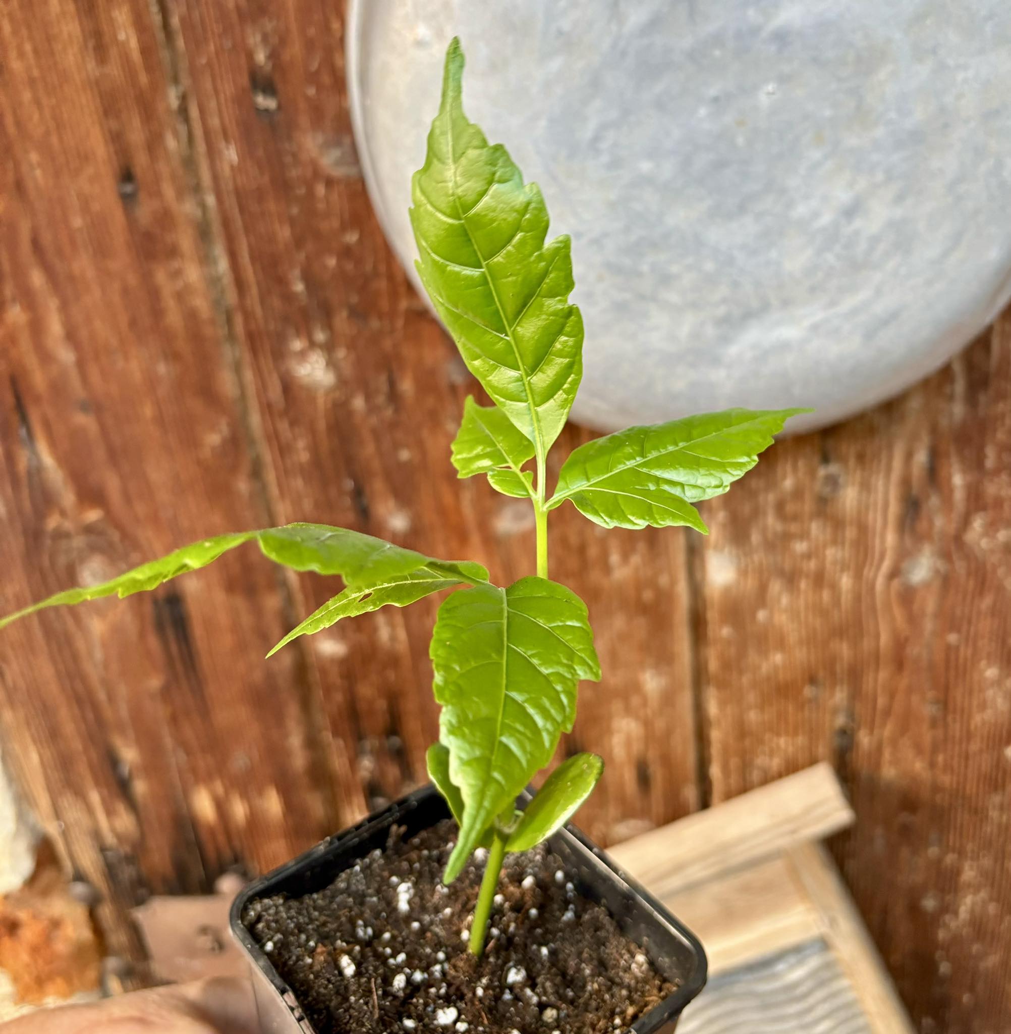 Santol (Sandoricum koetjape)  - 1 potted plant / 1 getopfte Pflanze