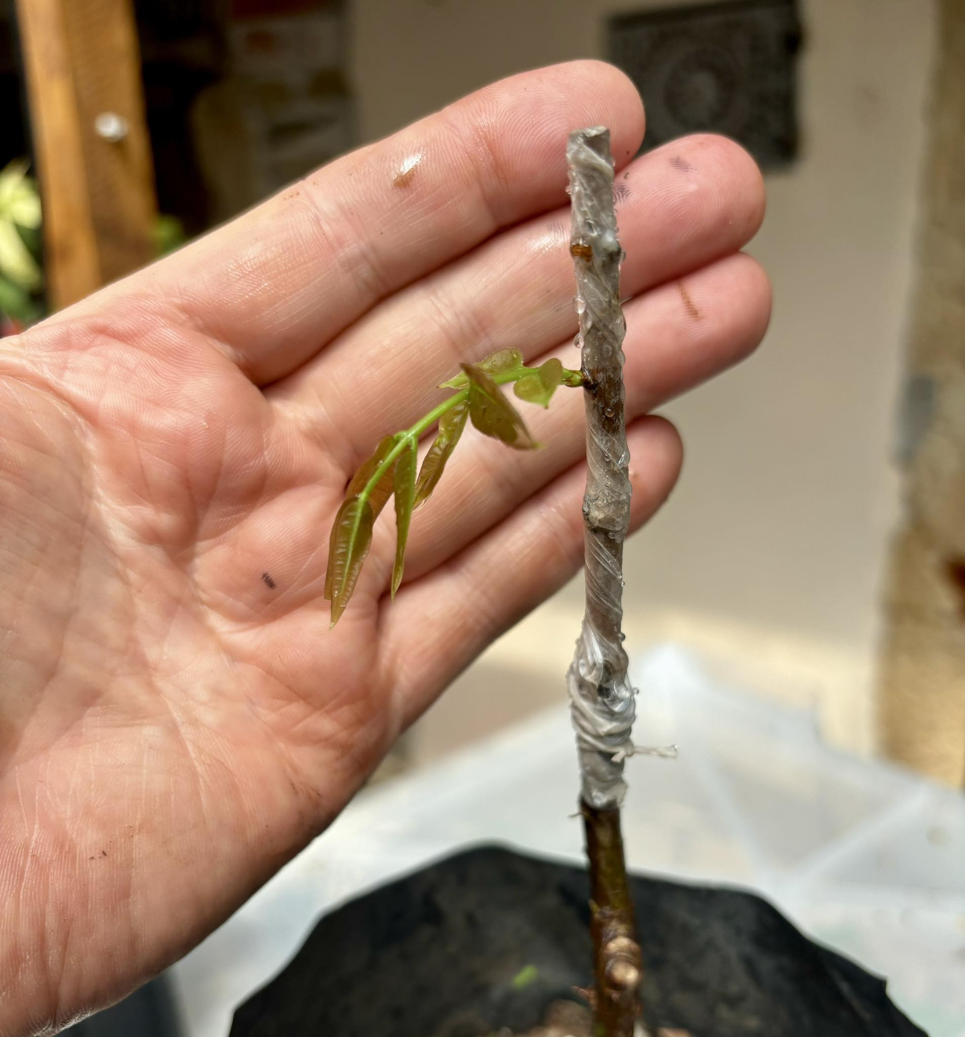 Plinia coronata var. Val-Paraíso - grafted -  1 potted plant / 1 getopfte Pflanze