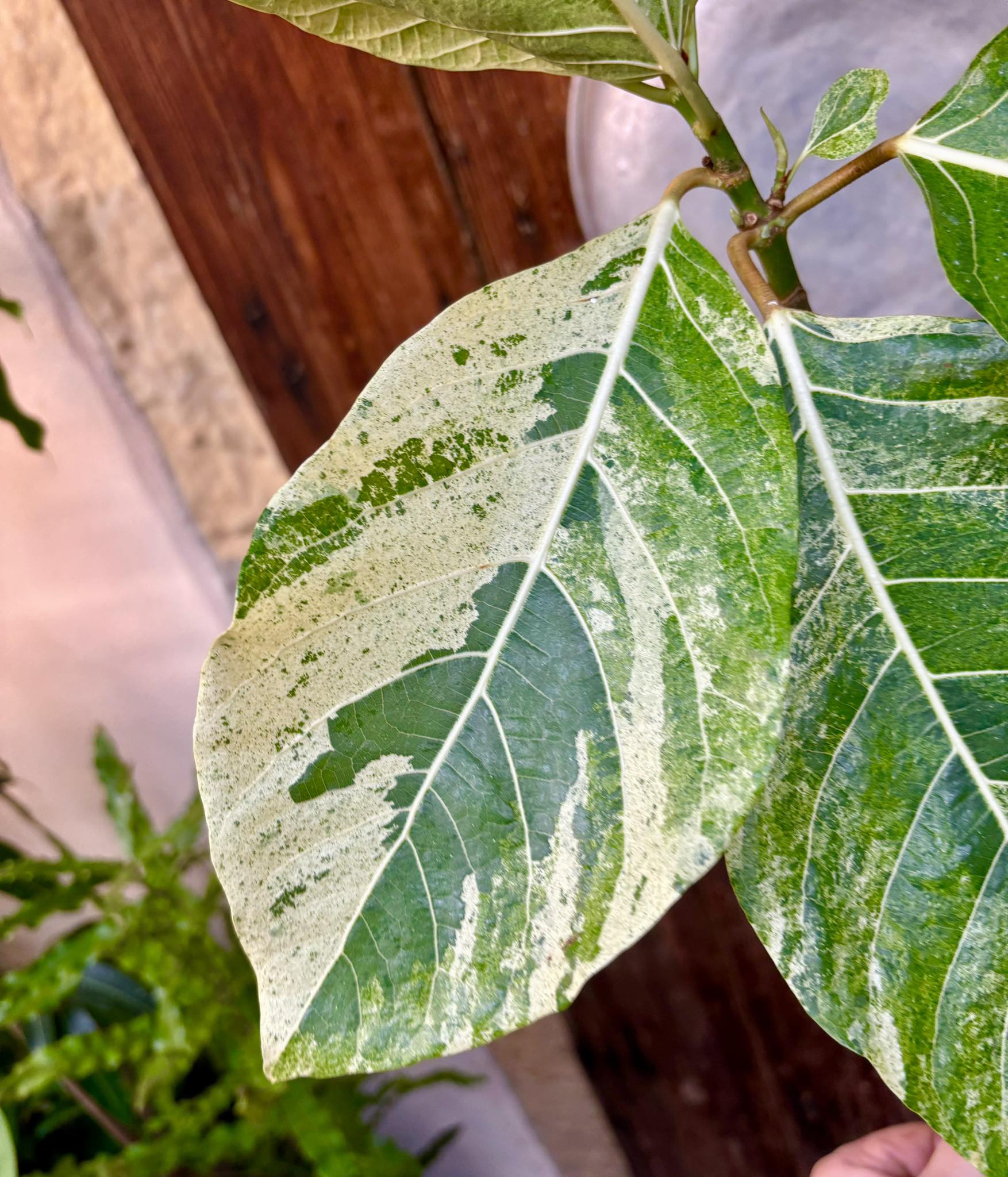 Indonesian Forest Fig  VARIEGATED - 1 potted plant / 1 getopfte Pflanze