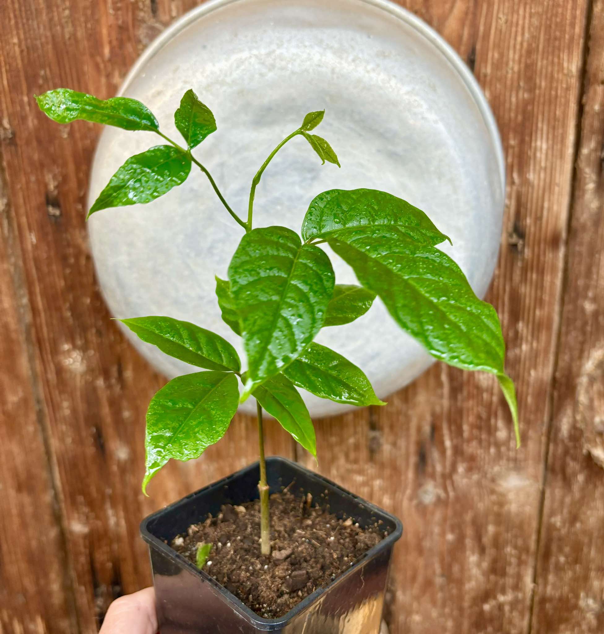 Santol (Sandoricum koetjape)  - 1 potted plant / 1 getopfte Pflanze