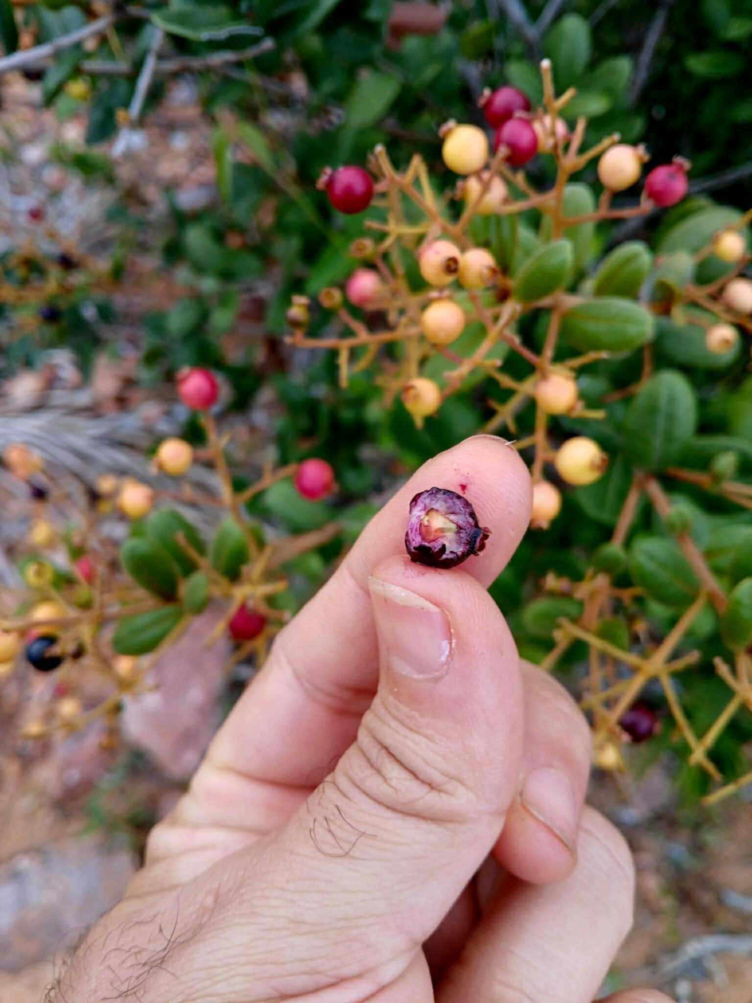 Myrcia sp Diamantina -  3 fresh seeds / 3 frische Samen