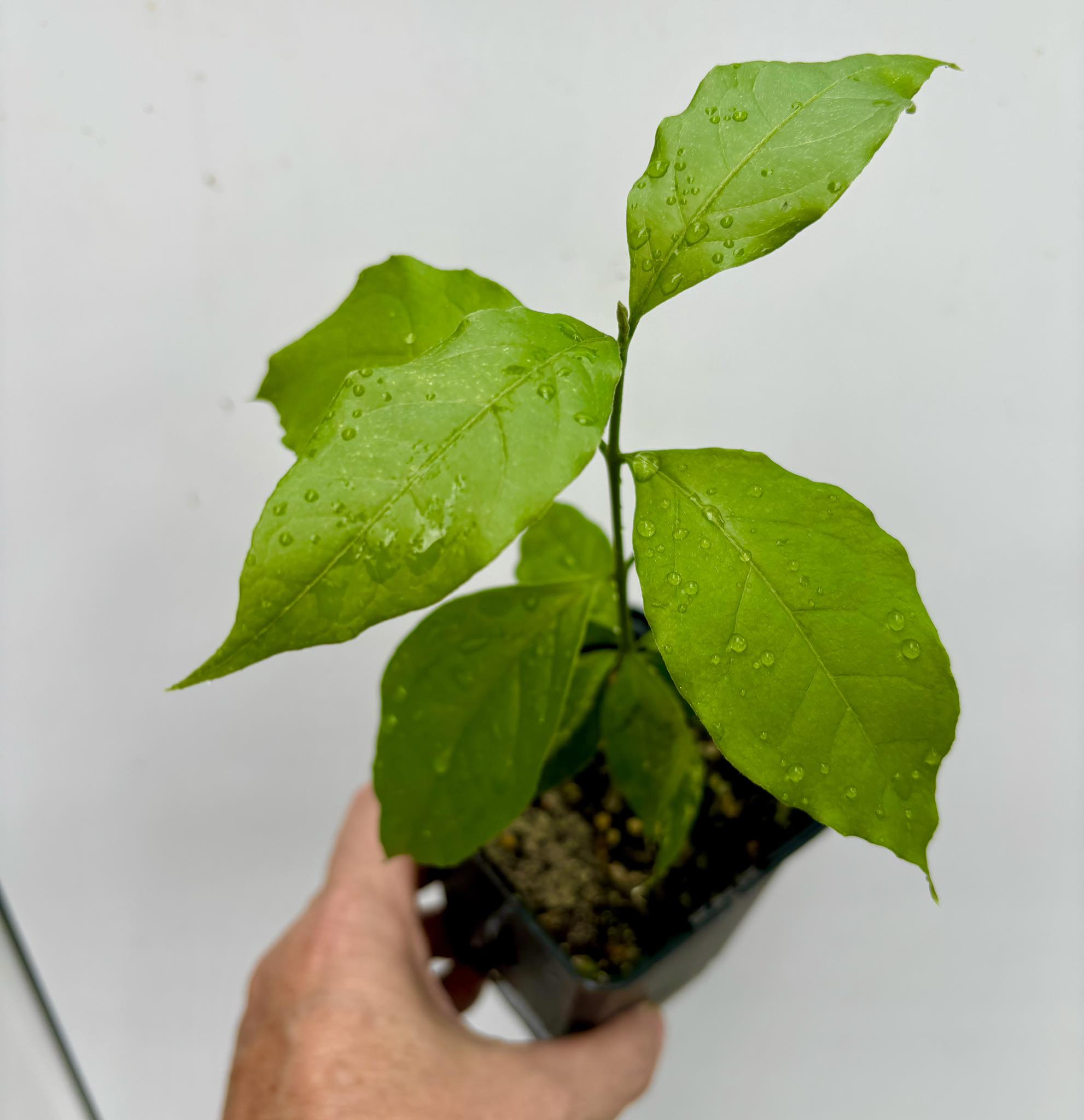 Peanutbutter Fruit (Bunchosia glandulifera) - 1 potted plant / 1 getopfte Pflanze