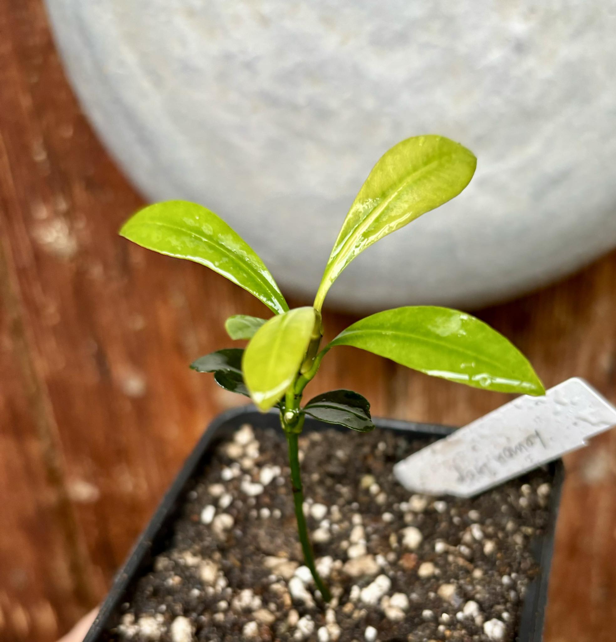 Lemon Drop Mangosteen (Garcinia intermedia) - 1 potted plant / 1 getopfte Pflanze