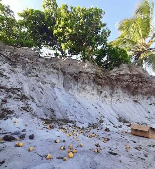 Cajuzinho - Anacardium humile - 2 fresh seeds / 2 frische Samen