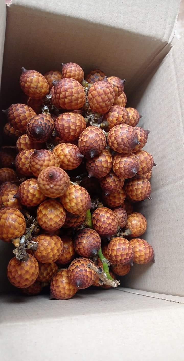 Rattan Palm (Calamus viminalis) -  1 fresh seed / 1 frischer Samen