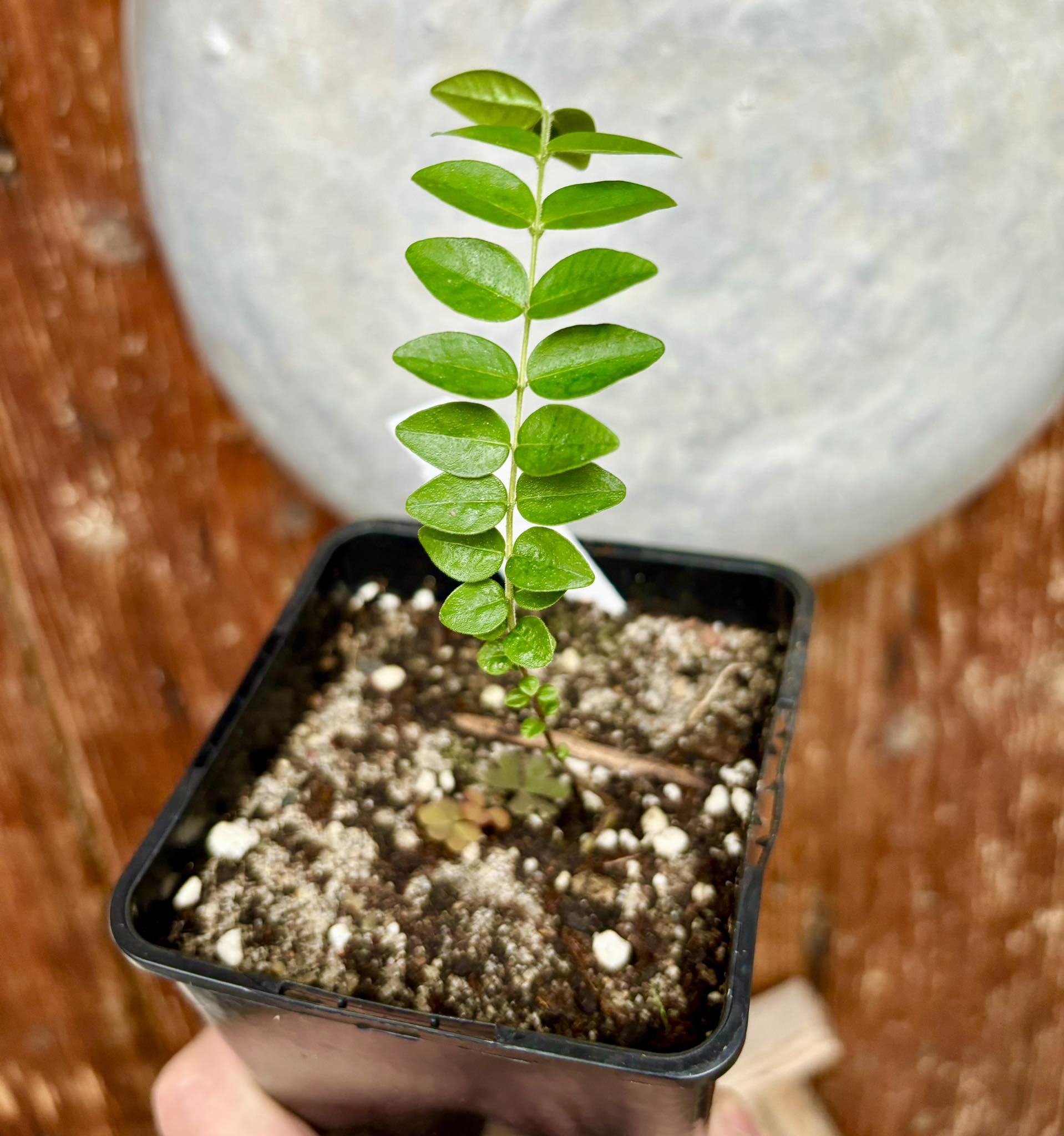 Myrciaria sp Pastora - 1 potted plant / 1 getopfte Pflanze
