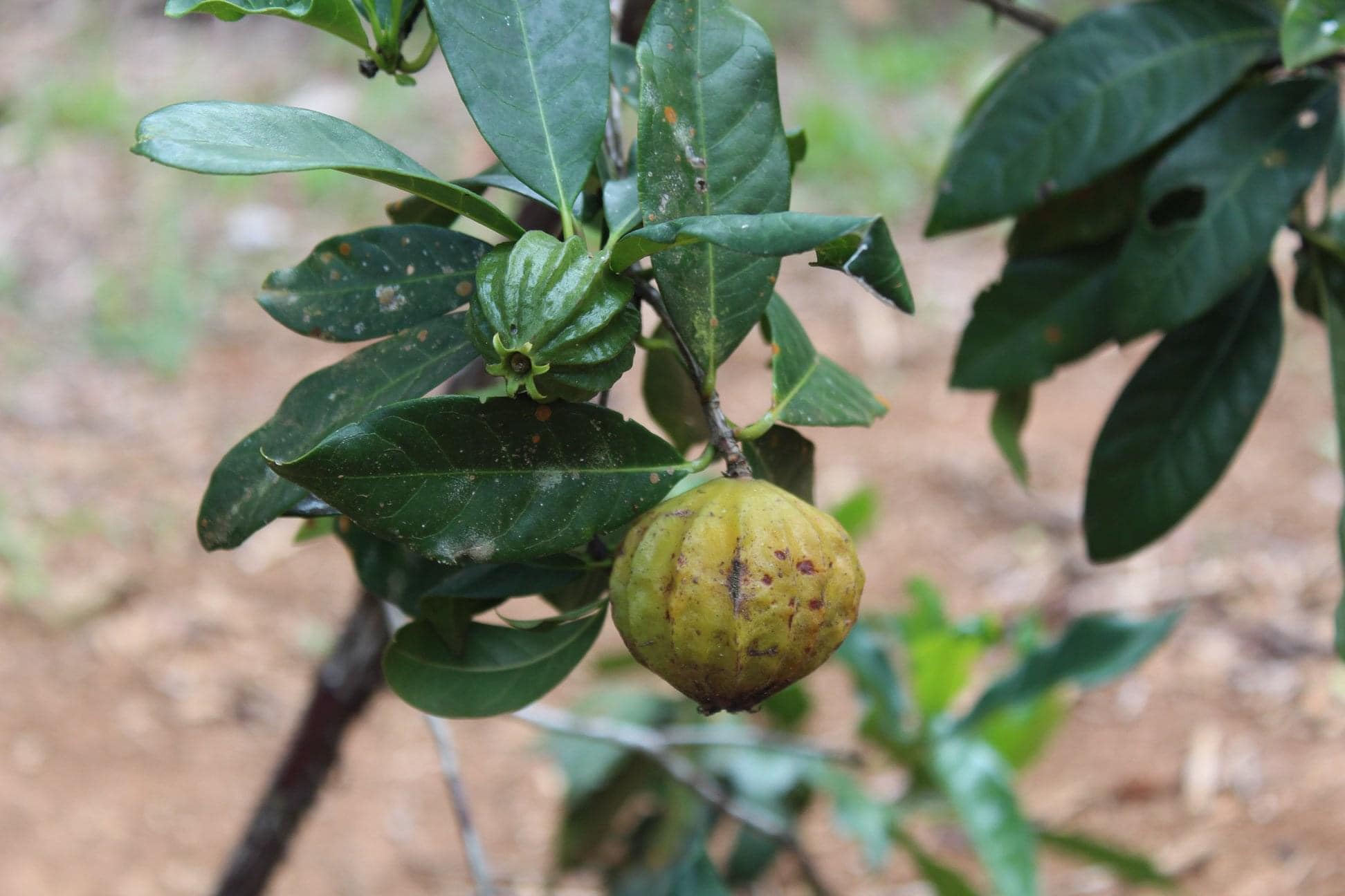 Sanfona (Melanopsidium nigrum) - 1 fresh seed / 1 frischer Samen