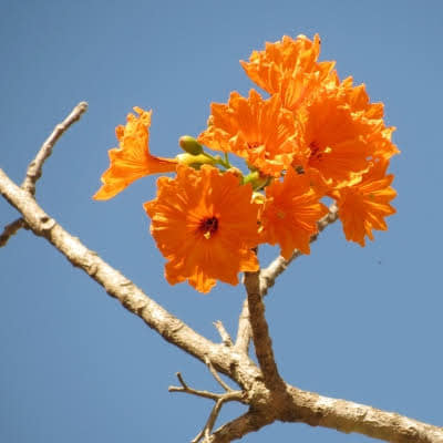 Zirikote (Cordia dodecandra) - 1 fresh seed / 1 frischer Samen