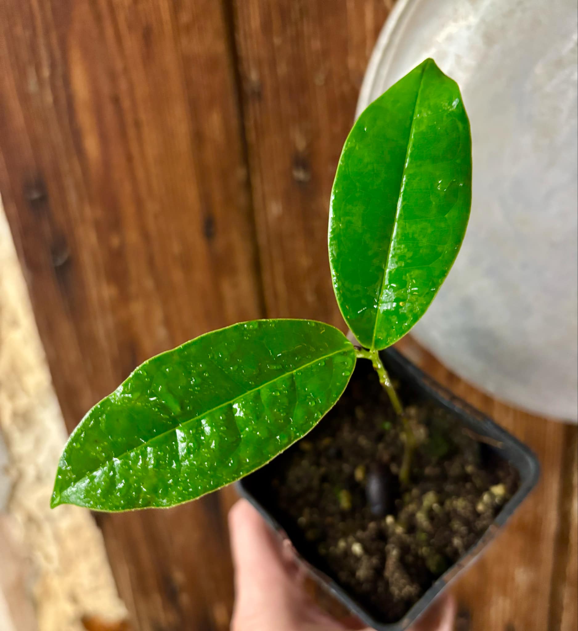 Annona salzmannii - 1 potted plant / 1 getopfte Pflanze