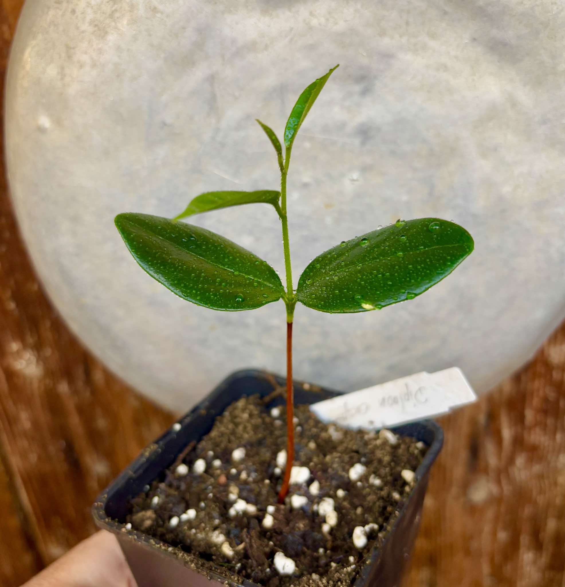 Diploon cuspidatum  -  1 small potted seedling / 1 kleiner, getopfter Sämling