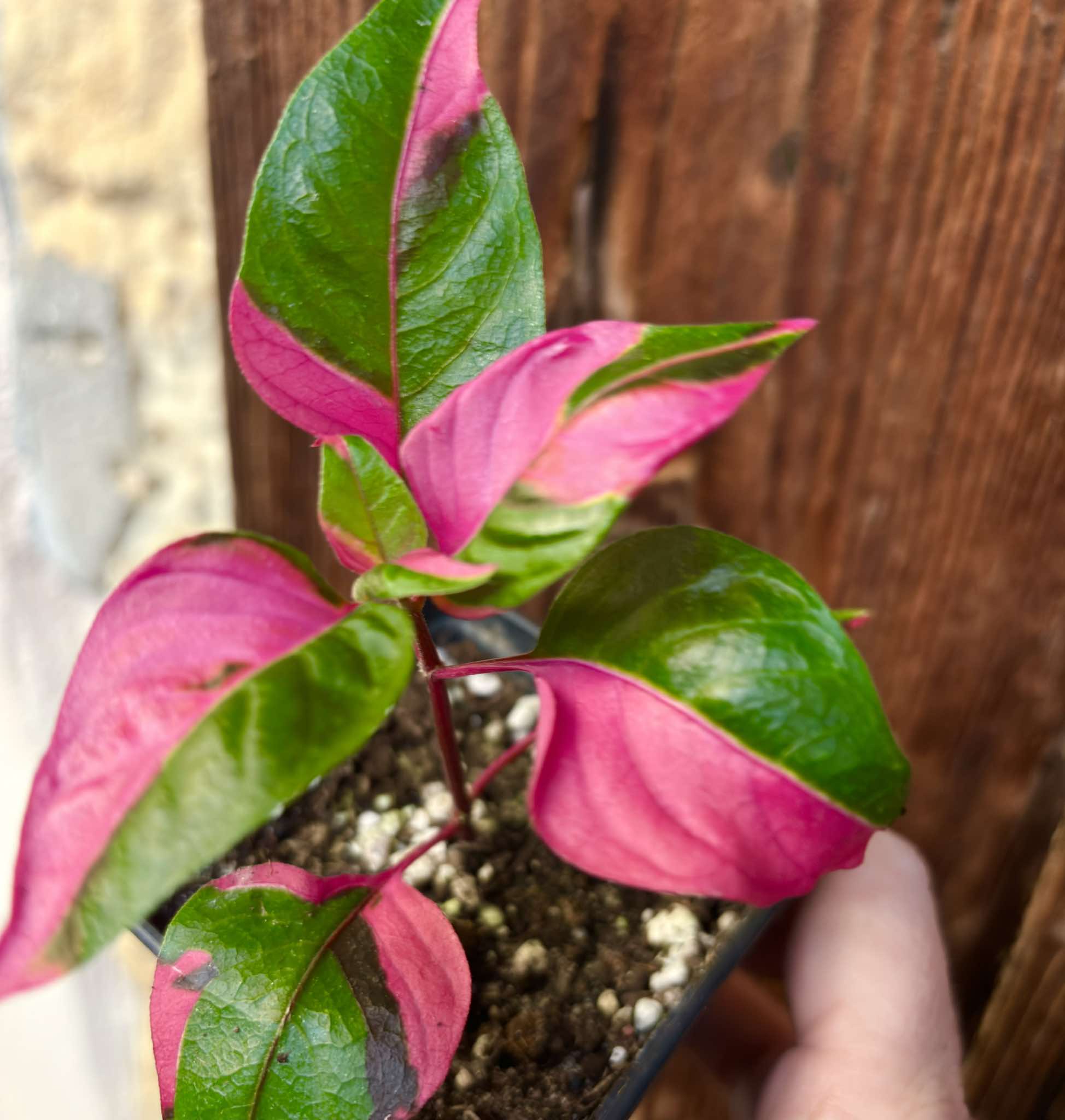 Alternanthera ficoidea - Party Time - 1 potted plant / 1 getopfte Pflanze