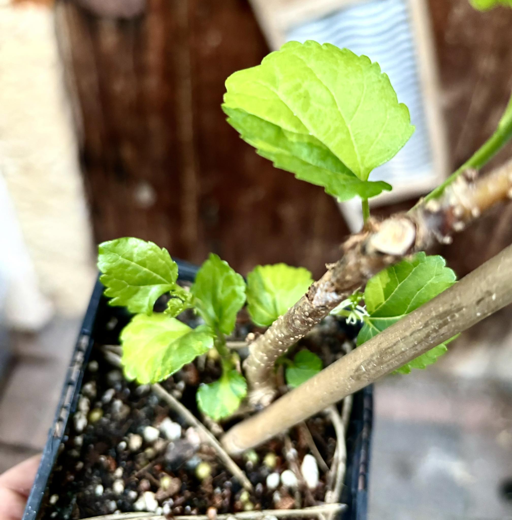 Mulberry (Morus alba)  VARIEGATED - 1 potted plant / 1 getopfte Pflanze