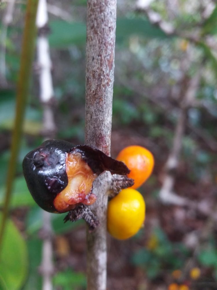 Eugenia flamingensis - 1 germinated seed / 1 gekeimter Samen