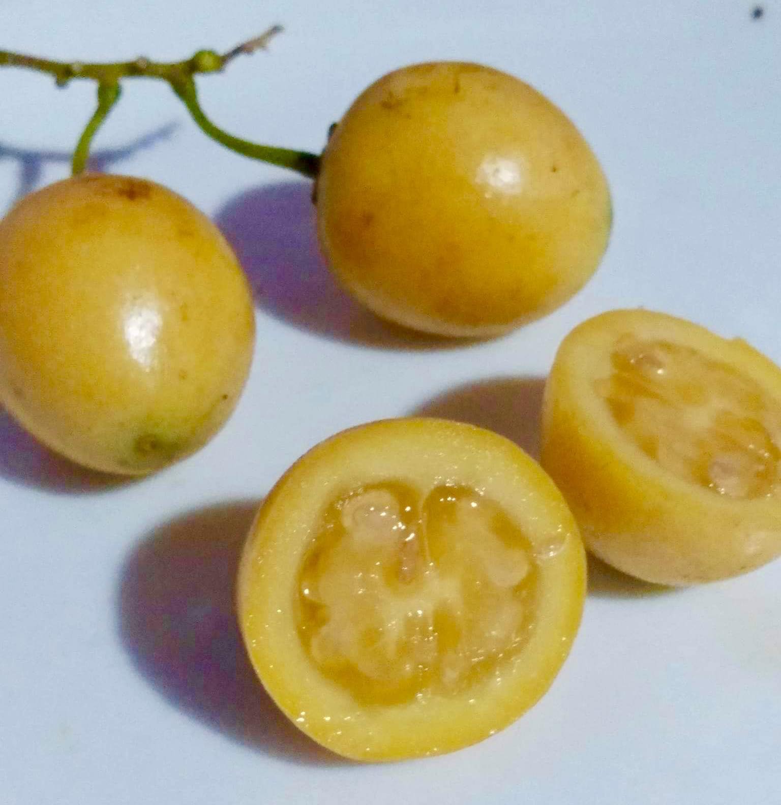 Guava Tamarillo (Solanum diploconos) - 1 potted plant / 1 getopfte Pflanze