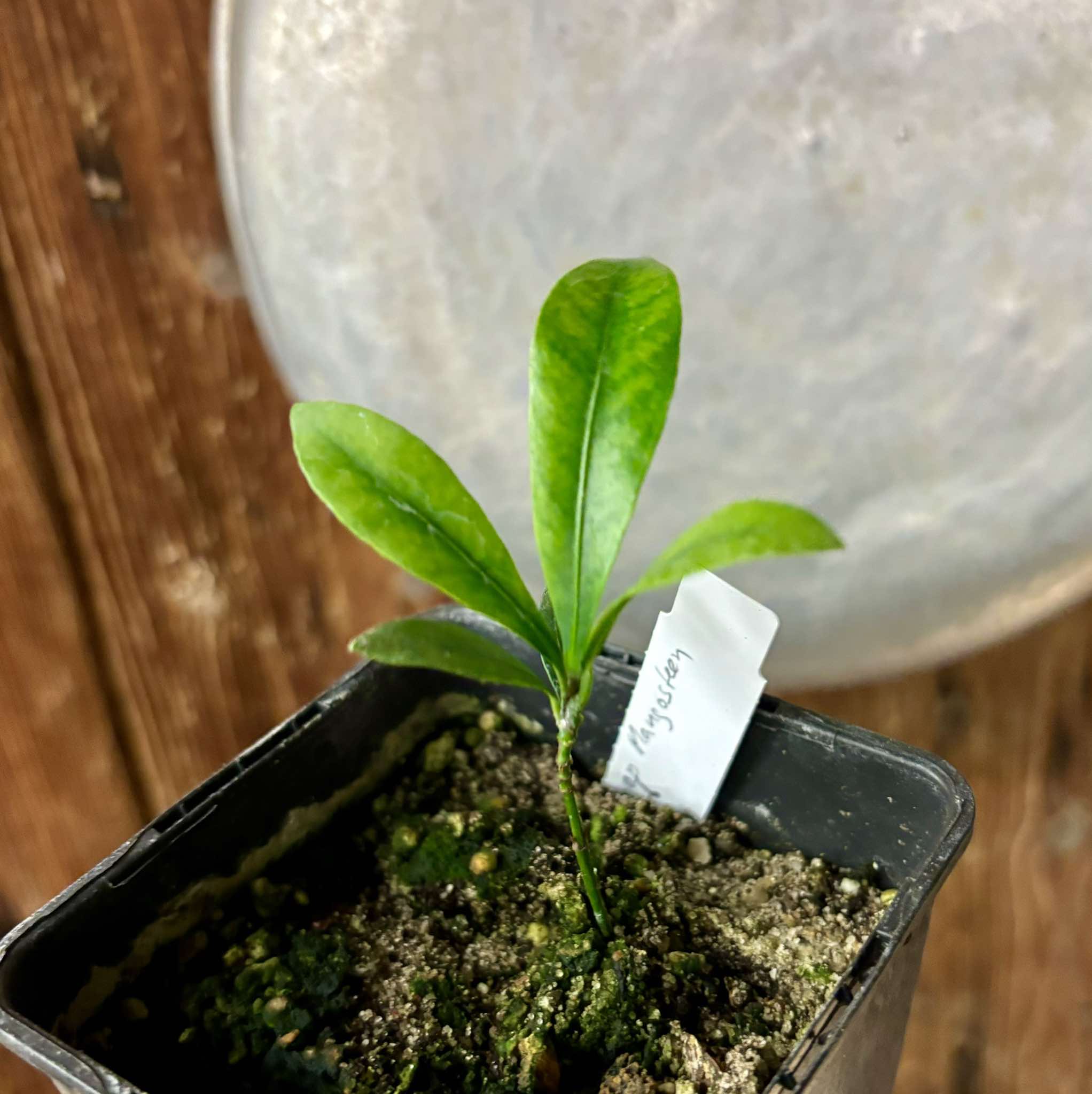 Lemon Drop Mangosteen (Garcinia intermedia) - 1 small potted plant / 1 kleine, getopfte Pflanze