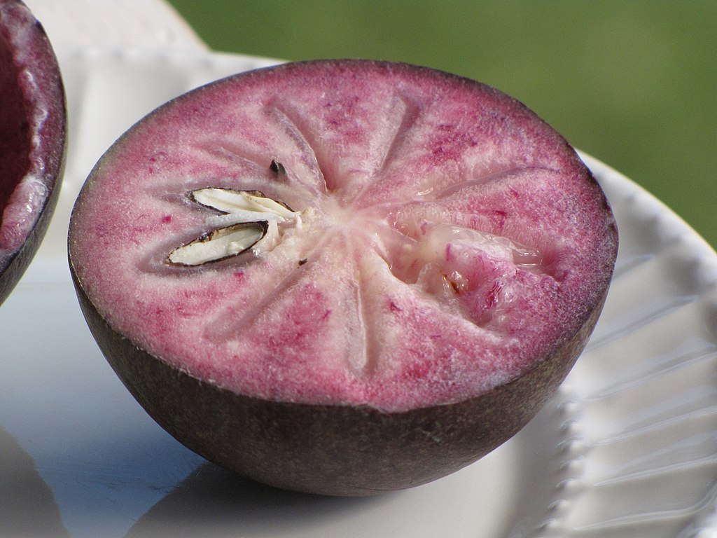 Star Apple - Chrysophyllum cainito - 1 potted plant / 1 getopfte Pflanze