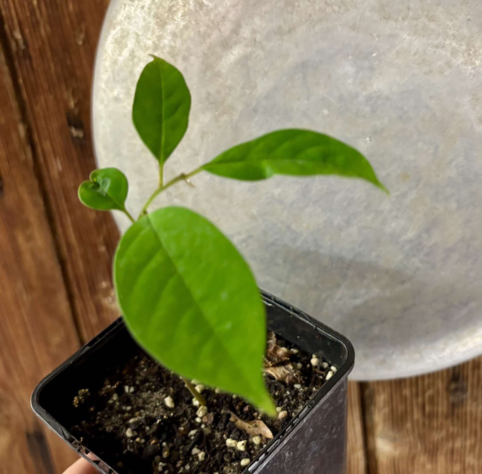 Annona cf bahiensis Folha Llisa - 1 pottet seedling / 1 getopfter Sämling