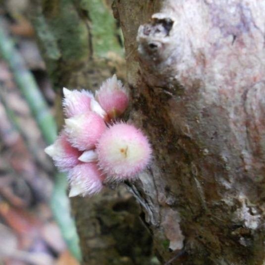 Plinia longiacuminata -  1 fresh seed / 1 frischer Samen