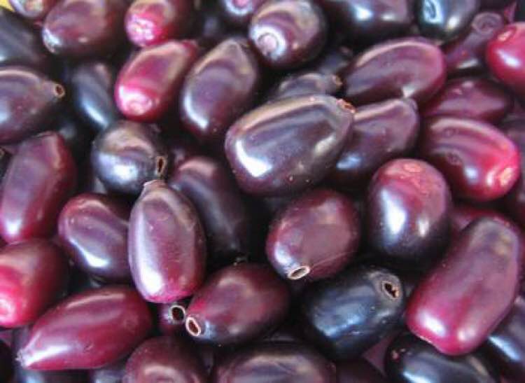 Syzygium cumini - 1 fresh seed / 1 frischer Samen