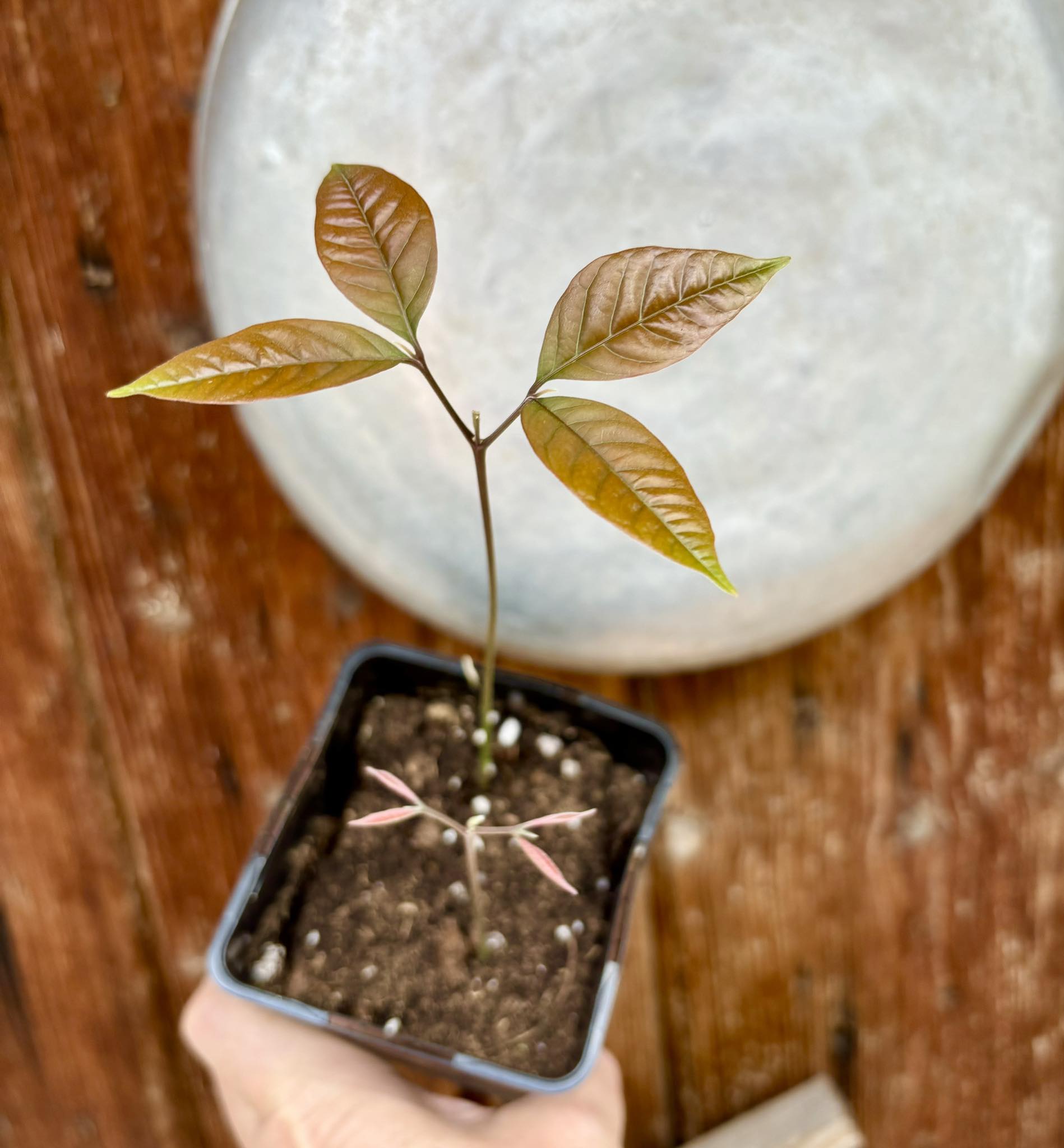 Nephelium lappaceum - Rambutan - 1 potted plant / 1 getopfte Pflanze